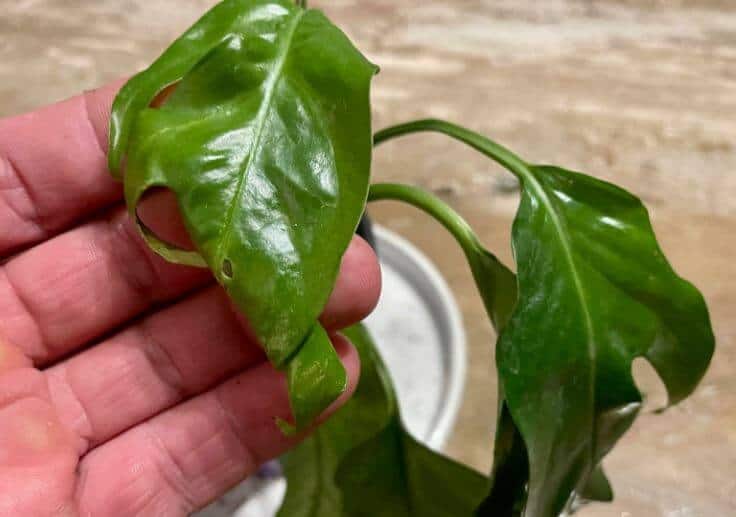 Pothos leaves are curling what to do