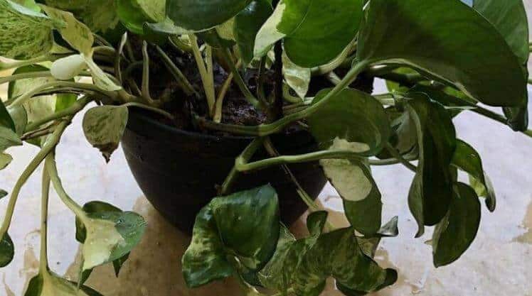 Pothos leaves are curling