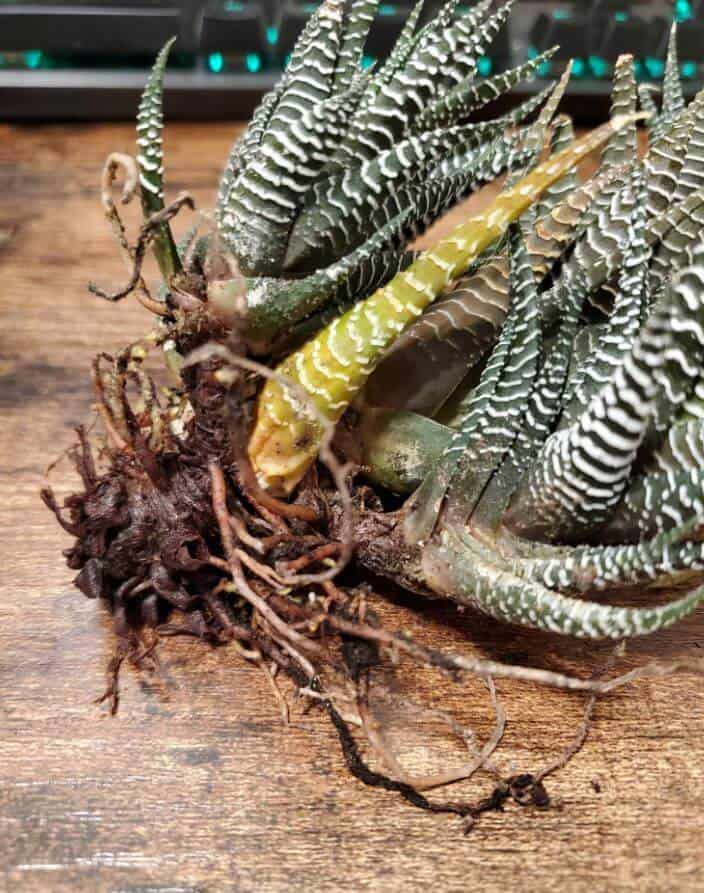 Root rot on haworthia plant