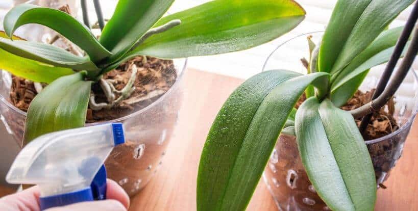 Should you mist indoor orchids