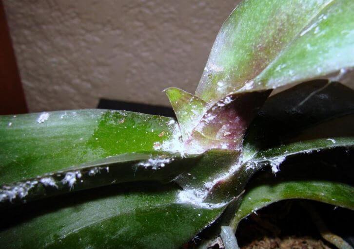 Sticky substance on orchid leaves