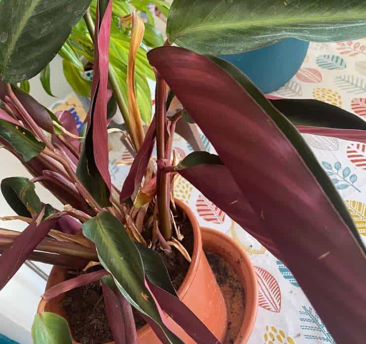 Stromanthe Triostar leaves curled up