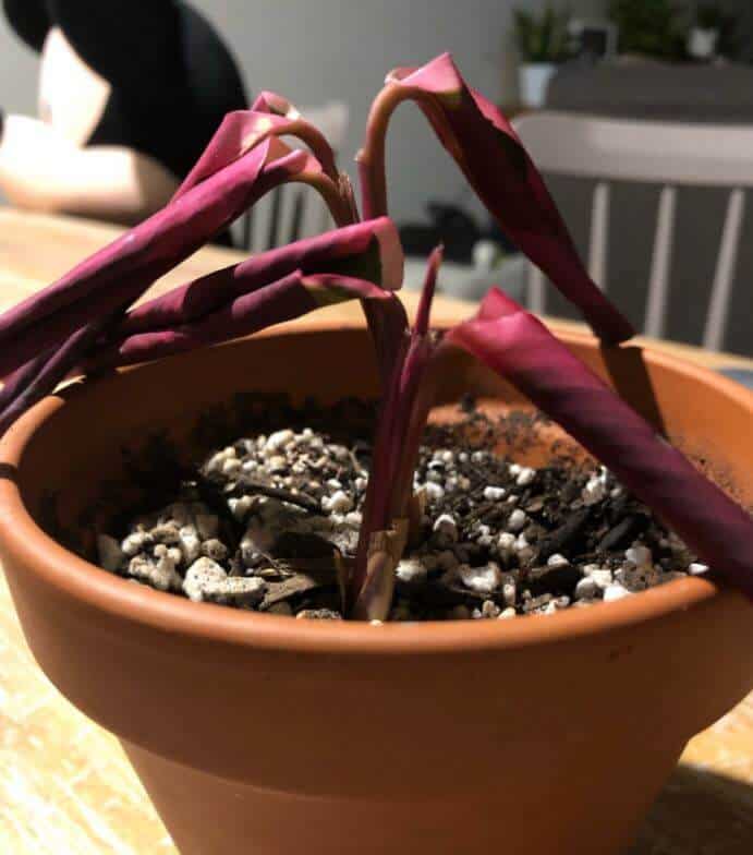 Stromanthe Triostar plant dying