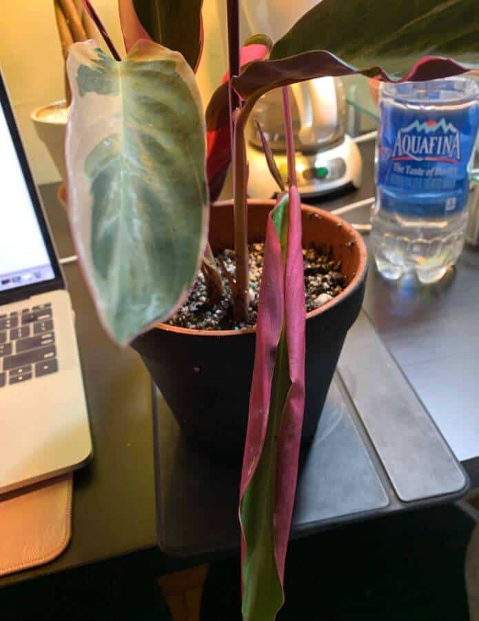 Stromanthe Triostar plant problems