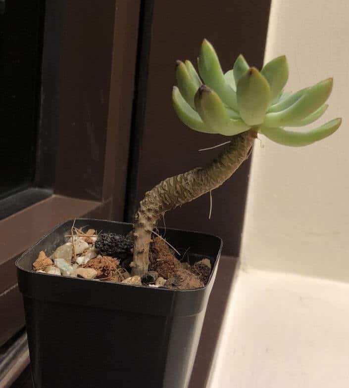 Succulent with woody stem
