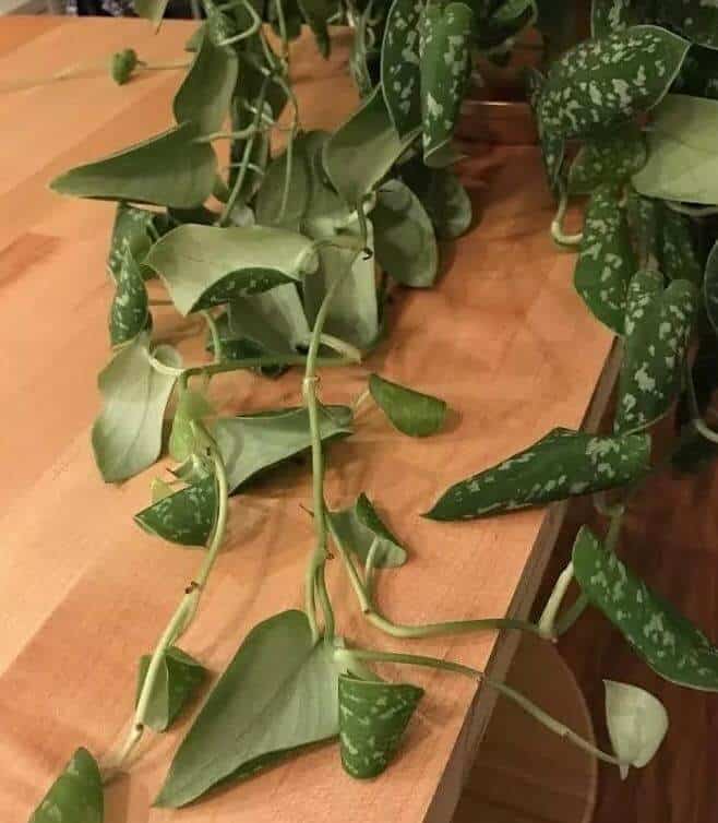 Why are my pothos leaves curling