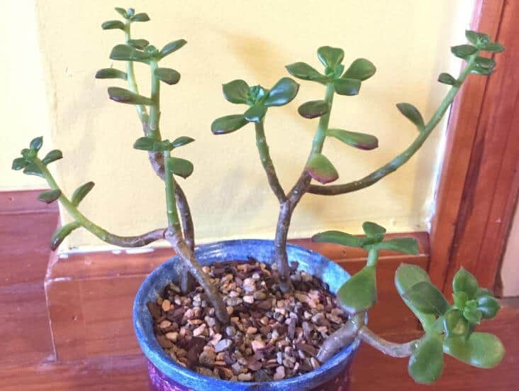 Woody stem on succulent plant