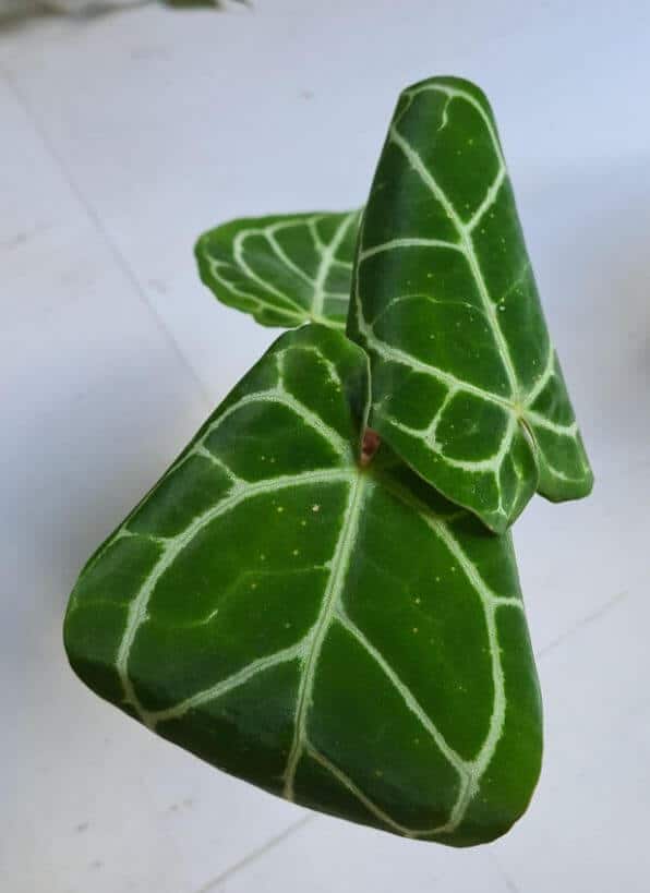 Anthurium floppy and curling leaves