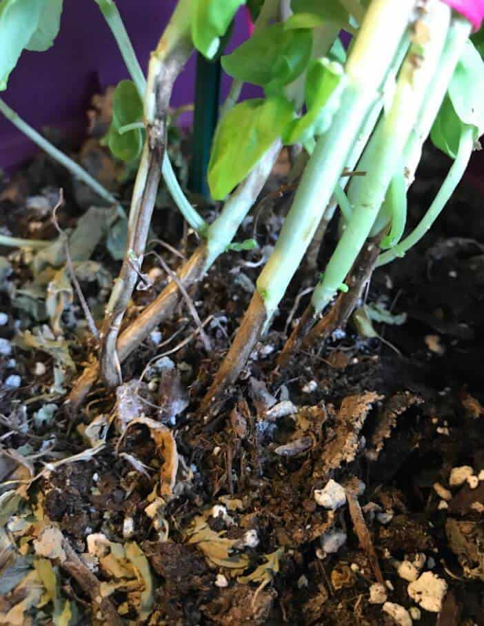 Basil root rot