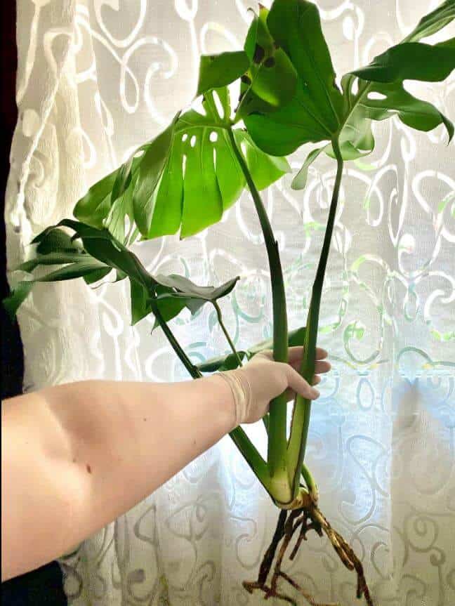 Big monstera plant with root rot