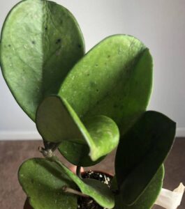 Black Spots on Hoya Leaves - a Friendly Gardener