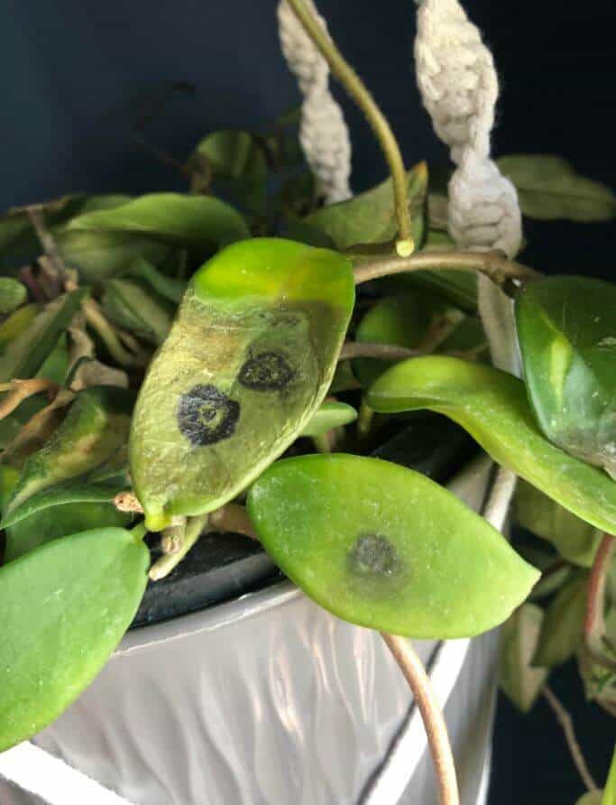 Black spots on hoya leaves problem