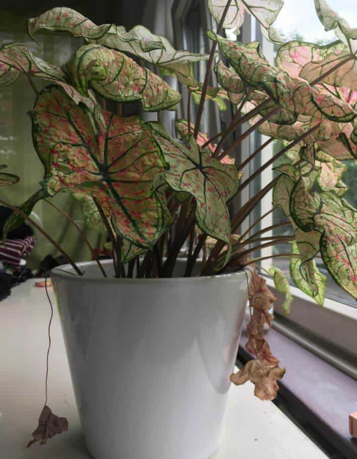 Caladium keeps wilting and dying