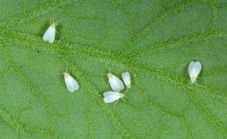 Fiddle leaf fig pests