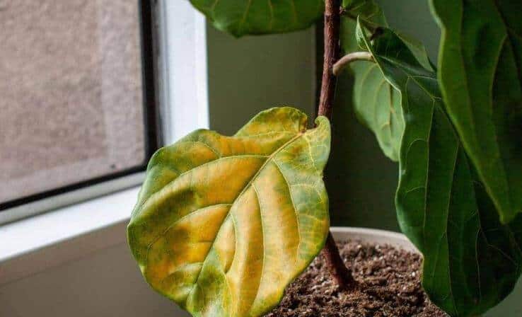 Fiddle leaf fig plant problems