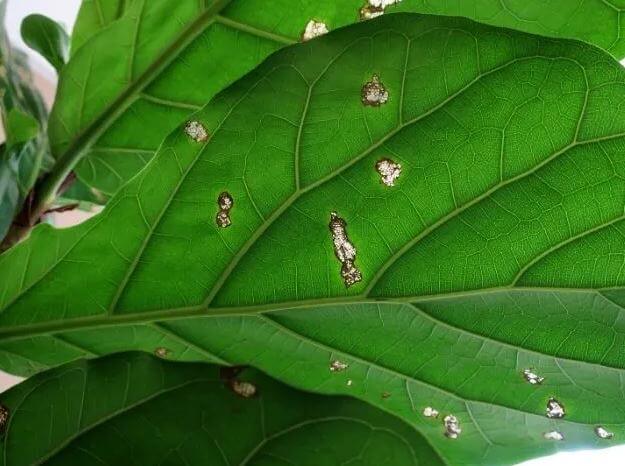 Get rid of bugs on fiddle leaf fig