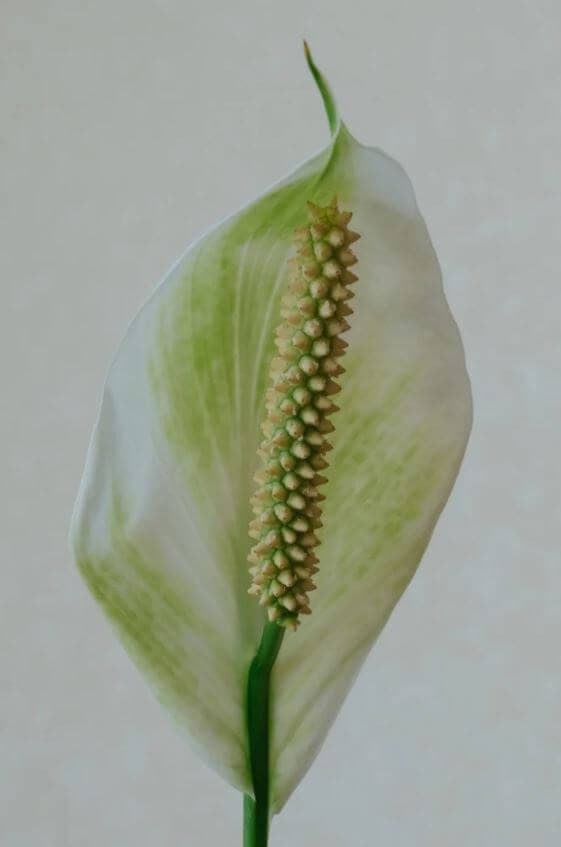 Green peace lily blooms