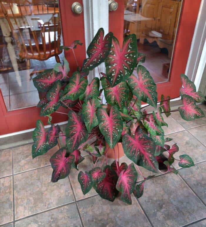 Help with droopy caladium