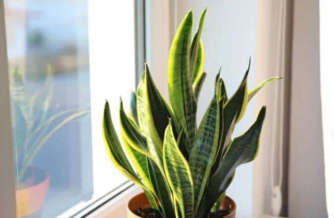 How long can a snake plant live