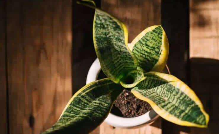 How often should I water my snake plant