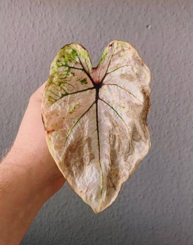 How to save a dying caladium