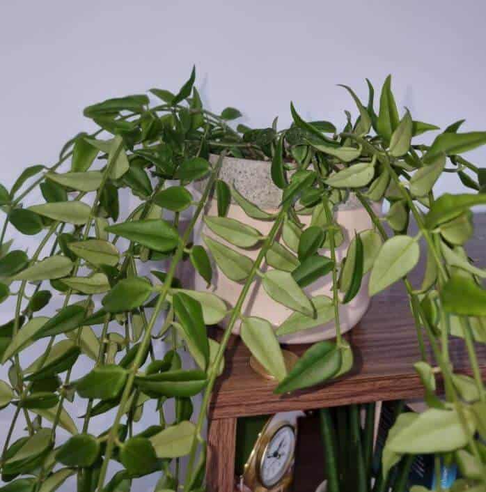 Hoya plant humidity