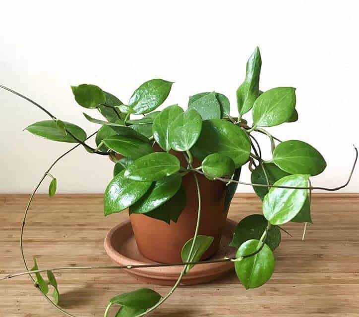 Hoya plant in pot