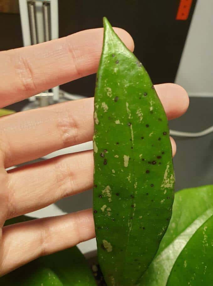 Hoya with black spots on leaves