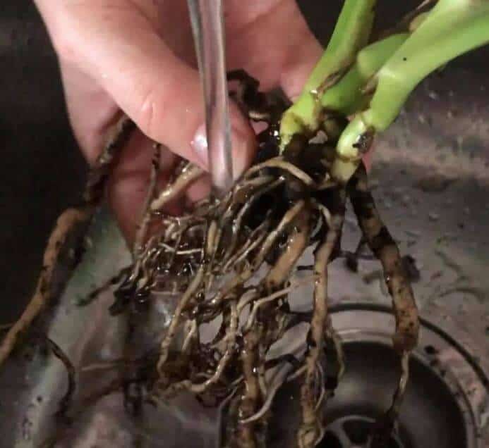 Monstera houseplant has root rot