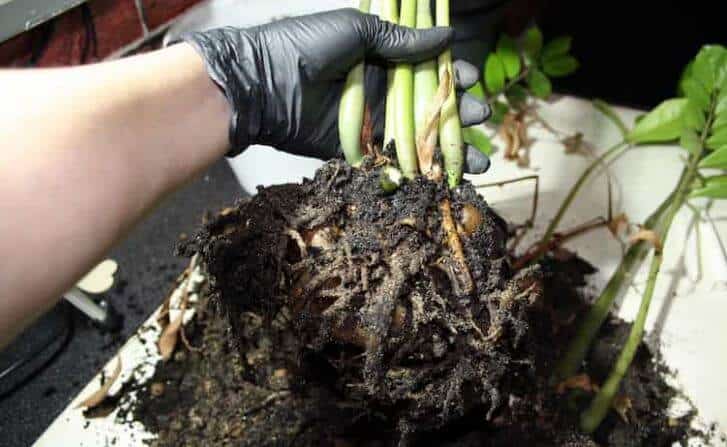 Monstera root rot signs