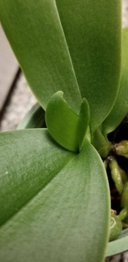 Orchid leaf is splitting