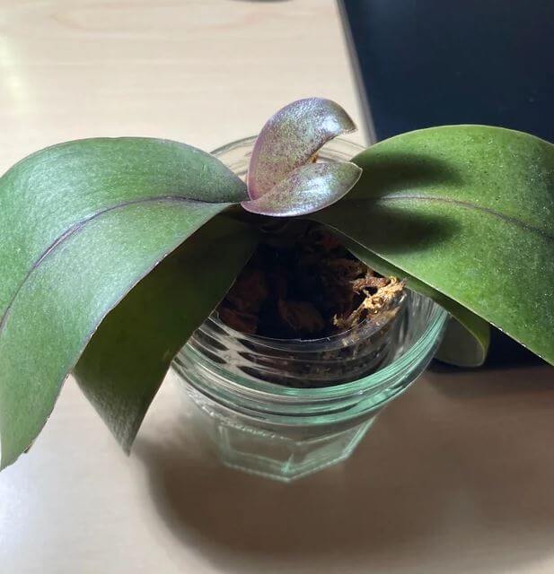 Orchid leaf splitting