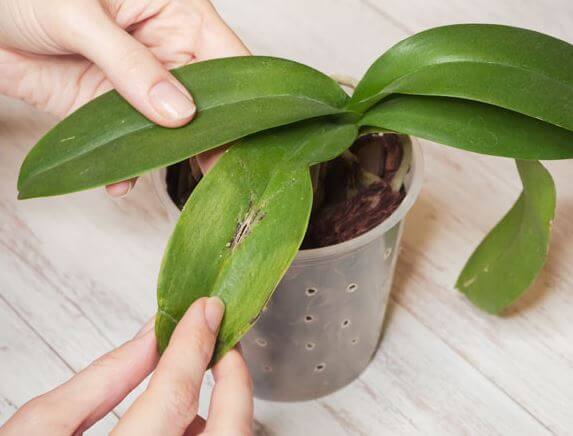 Orchid leaves are splitting