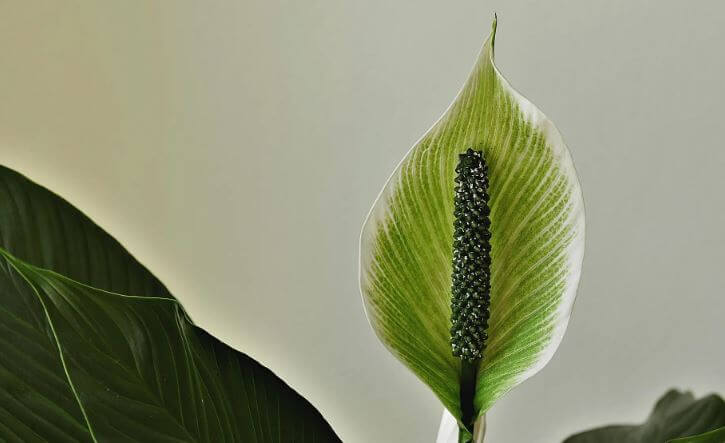 Peace lily flowers turning green
