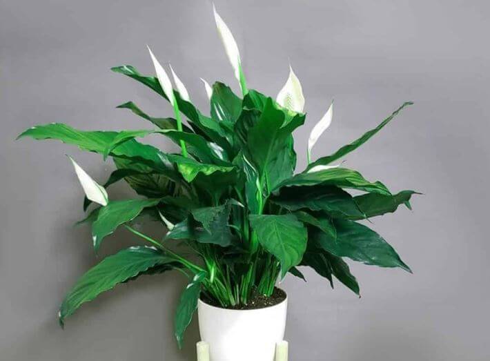 Peace lily leaves curling inward, under or down