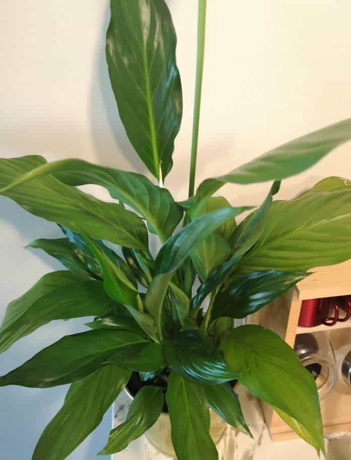 Peace lily leaves curling inward