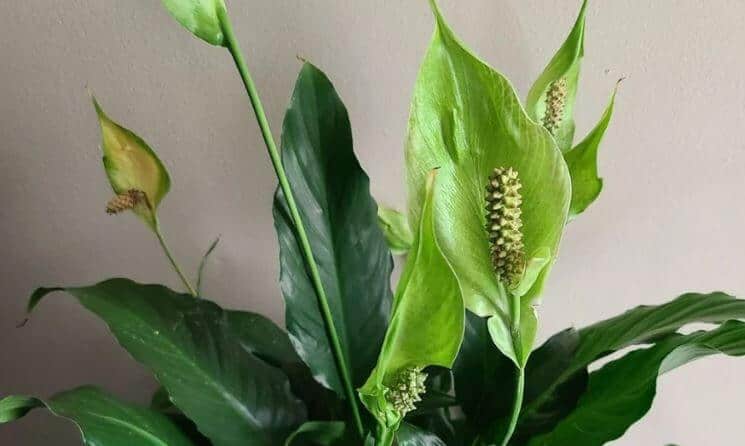Peace lily with green flowers