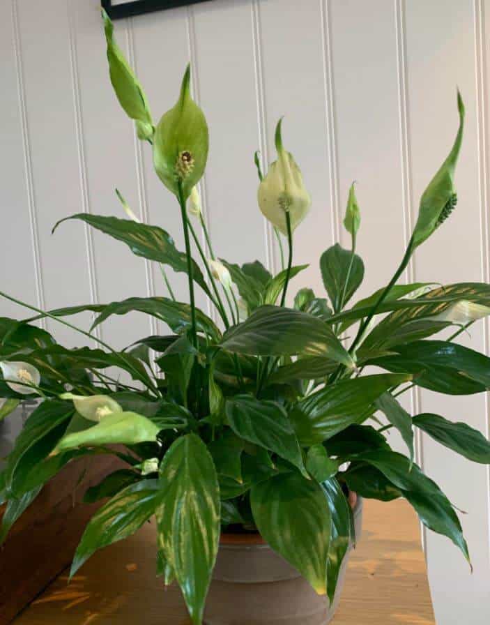 Peace lily's flowers are turning green