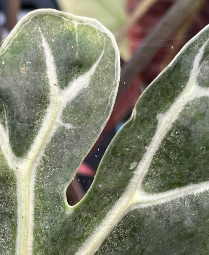 Prevent spider mites on houseplants