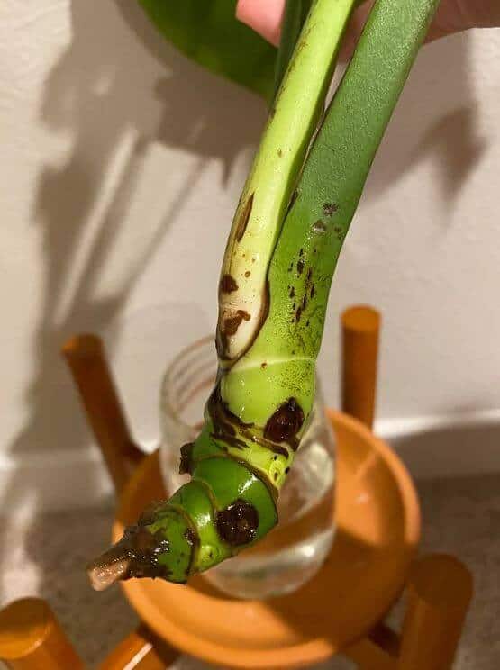 Monstera Stem Rot: Causes and Fixes - a Friendly Gardener