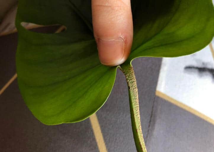 Scale on monstera houseplant