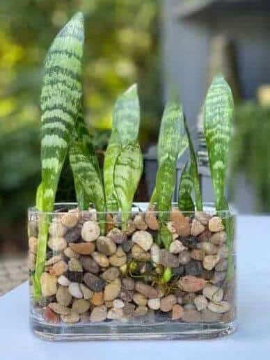 Snake plant growing in water