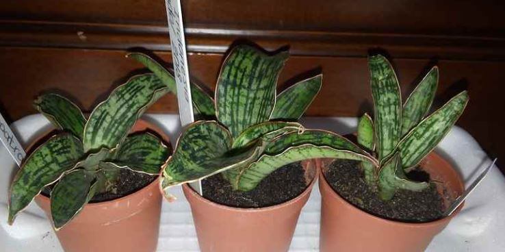 Snake plants without water