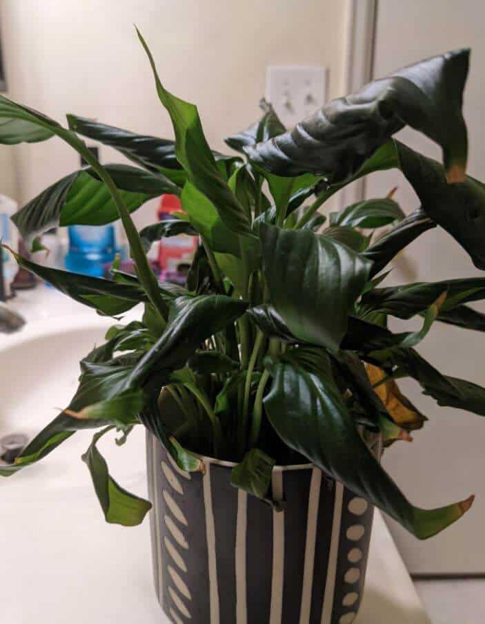 Why are my peace lily leaves curling up