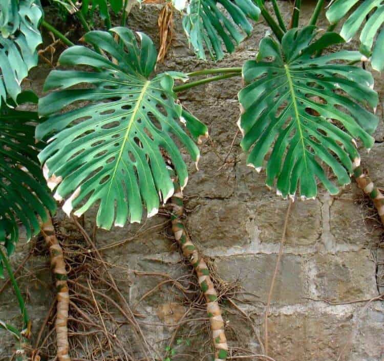 Can monstera live outside