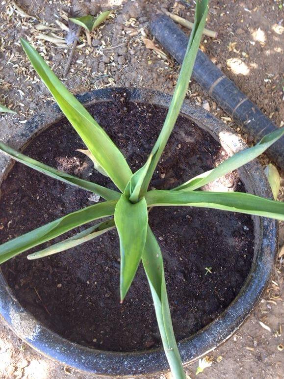 Curling yucca leaves