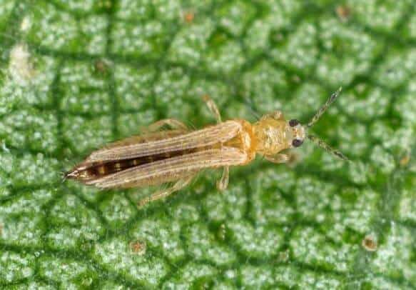 How to get rid of thrips on plants