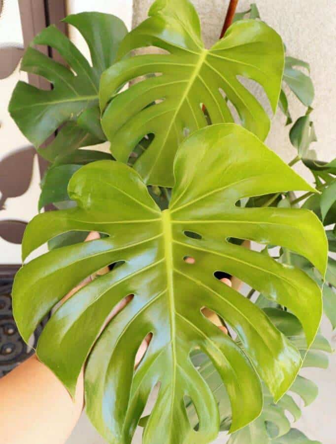 How to grow a monstera outside