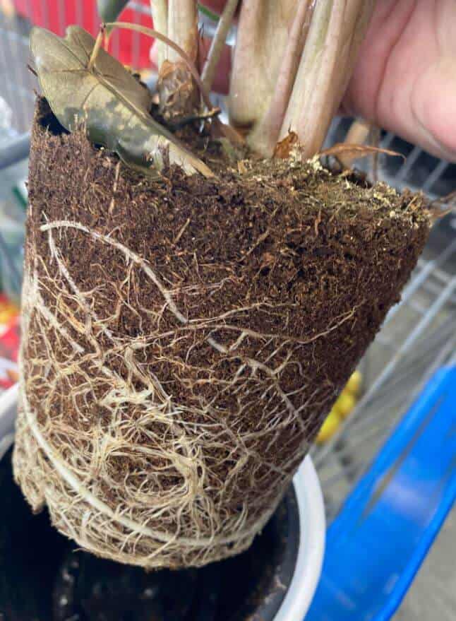 Is this alocasia root bound