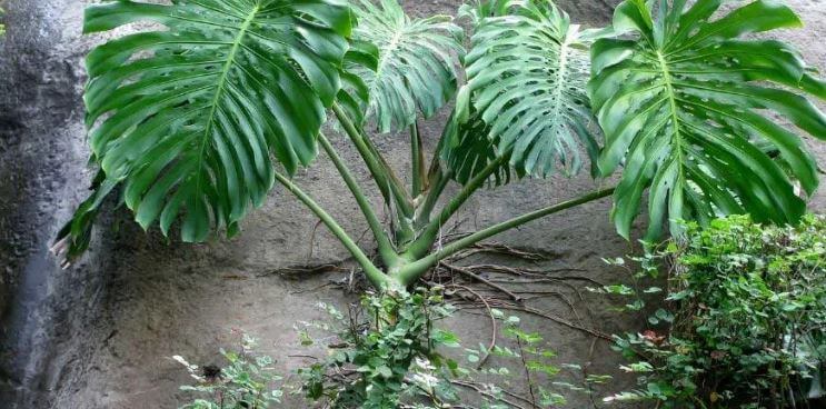 Monstera plant growing outdoors